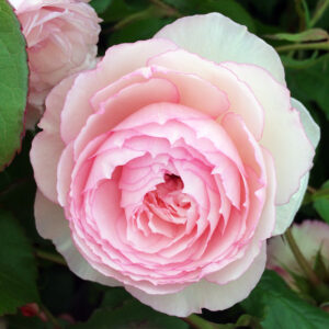 The Mill on the Floss