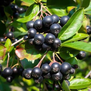 Aronia prunifolia 'Nero'