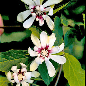 Calycanthus 'Venus'