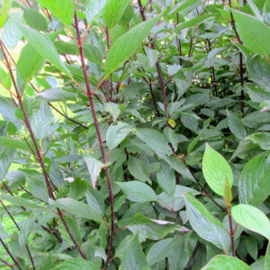 Cornus alba 'Kesselringii'
