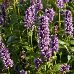 Agastache 'Black Adder'