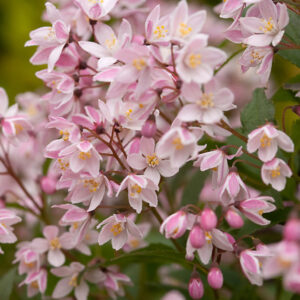 Deutzia 'Yuki Cherry Blossom'