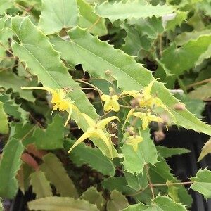 Epimedium 'Spine Tingler'; epimeedium 'Spine Tingler'