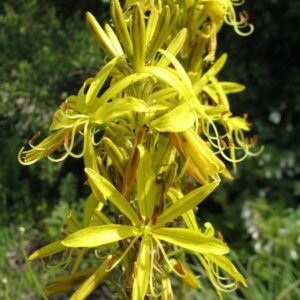 Asphodeline lutea