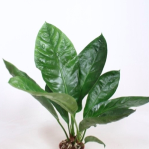Anthurium ellipticum "Jungle King"