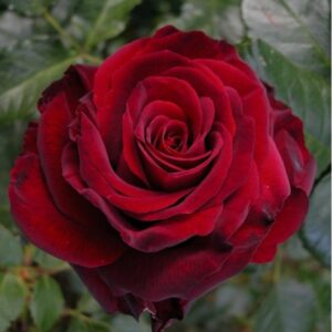 Friends of the Tenth UUDIS!