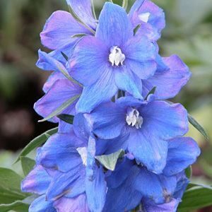 Delphinium 'Magic Fountains Sky Blue / White Bee'; kukekannus 'Magic Fountains Sky Blue / White Bee'