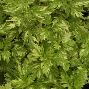 Artemisia vulgaris 'Cragg-Barber Eye'