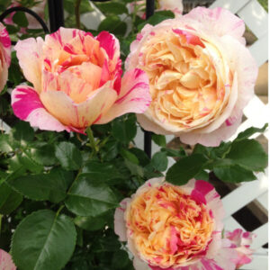 Julie Andrieu® UUS!