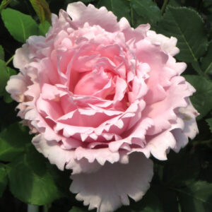 Sophie Rochas® UUS!