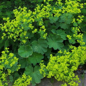 Alchemilla mollis
