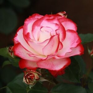 Jubilé du Prince de Monaco®