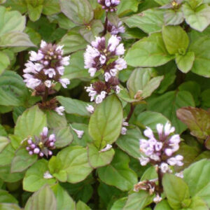 Mentha x piperita 'Citrata'; piparmünt 'Citrata'