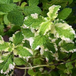 Mentha suaveolens 'Pineapple Mint' / 'Variegata'; õunmünt 'Pineapple Mint' / 'Variegata'
