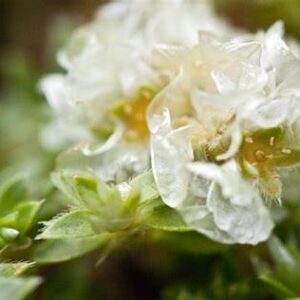 Paronychia kapela ssp. serpyllifolia; liivateelehine küüsnelk