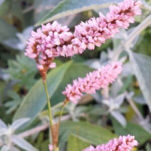 Persicaria amplexicaulis 'Pink Elephant'; kaelus-ussitatar 'Pink Elephant'
