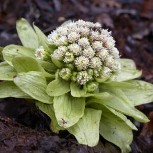Petasites japonicus 'Giganteus'; jaapani katkujuur 'Giganteus'