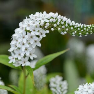 Lysimachia clethroides; longus metsvits