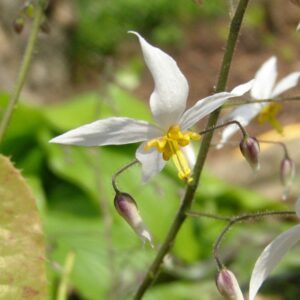 Epimedium stellulatum 'Wudang Star'; tähtjas epimeedium 'Wudand Star'