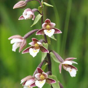 Epipactis palustris; soo-neiuvaip