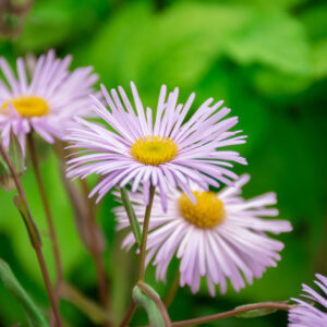 Erigeron speciosus 'Quakeress'; eriline õnnehein 'Quakeress'