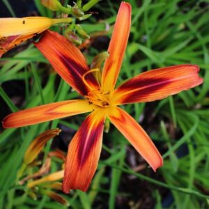 Hemerocallis 'Tigereye Spider'; päevaliilia 'Tigereye Spider'