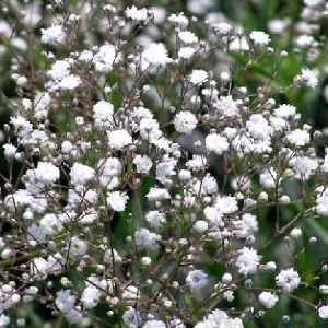 Gypsophila paniculata 'Bristol Fairy'; pööris-kipslill 'Bristol Fairy'