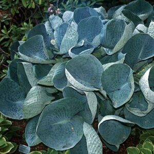 Hosta fortunei 'Abiqua Drinking Gourd'; Fortune'i hosta 'Abiqua Drinking Gourd'