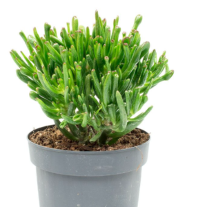 Crassula ovata "Horn Tree"