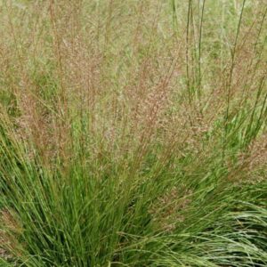 Sporobolus heterolepis