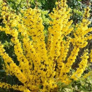 Forsythia ovata 'Tetragold'