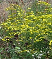 Solidago rugosa 'Fireworks'