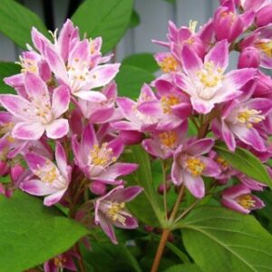 Deutzia hybrida 'Strawberry Fields'