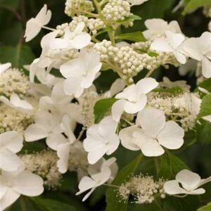 Hydrangea paniculata 'Levana'