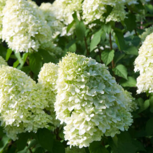 Hydrangea paniculata 'Limelight'