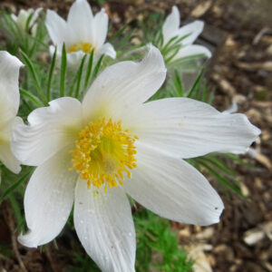 Pulsatilla vulgaris 'Alba'; harilik karukell 'Alba'