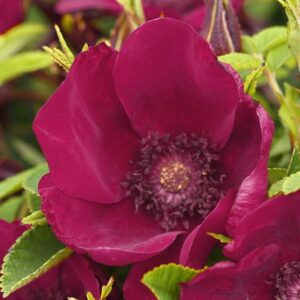 Strandperle® Norderney