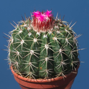 Melocactus matanzanus
