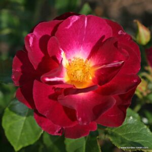 Ile de Fleurs / Max Reinhardt-Rose