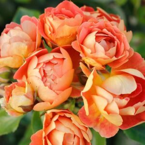 Bees Paradise Rose® Mango