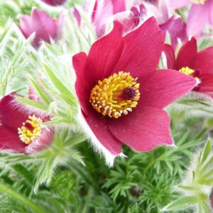 Pulsatilla vulgaris 'Rubra'; harilik karukell 'Rubra'