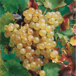 Viinamari 'Chasselas de Fontainebleau'