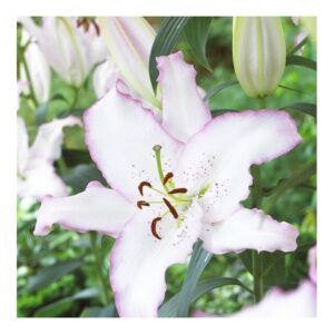 Lilium 'Brasilia'
