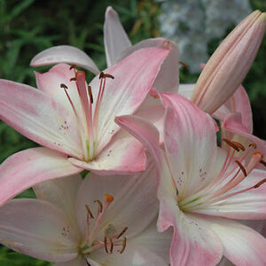 Lilium 'Marlene'