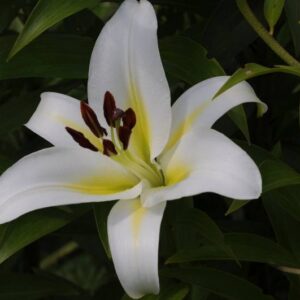 Lilium 'Cocossa'