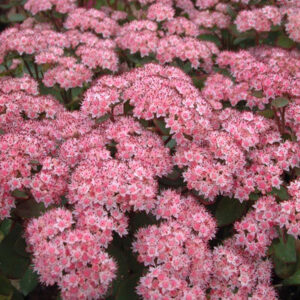 Sedum 'Joyce Henderson'