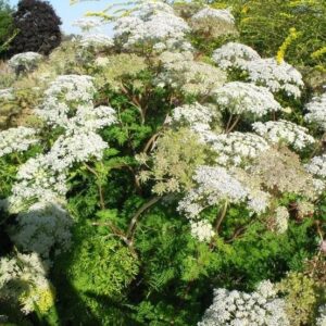 Selinum wallichianum