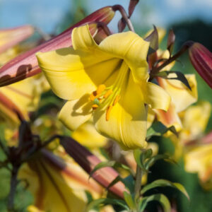 Lilium 'Golden Splendor'