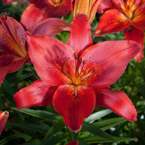 Lilium 'Karstgalvis'