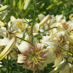 Lilium 'Tiramisu'